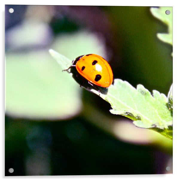 Ladybug Acrylic by Irina Walker