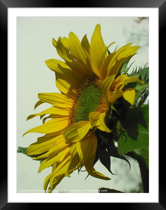 Happy Summer Sun! Framed Mounted Print by Eleanor McCabe