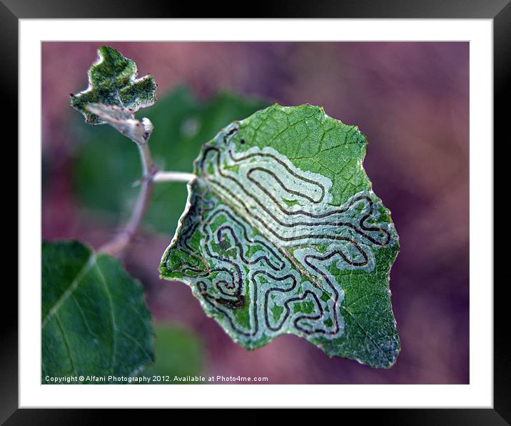 Organic shapes Framed Mounted Print by Alfani Photography