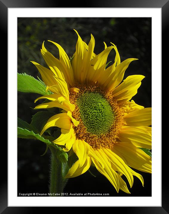 Slice of Summer! Framed Mounted Print by Eleanor McCabe