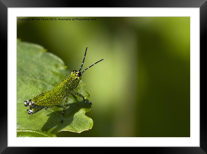 Grasshopper Nymph Framed Mounted Print by Zoe Ferrie
