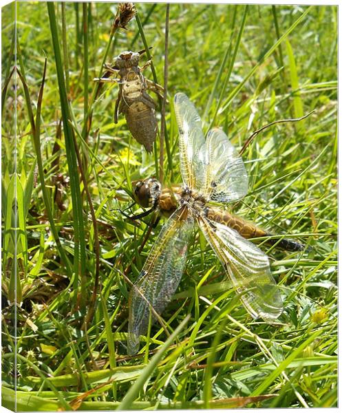Four Spotted Chaser Dragonfly Canvas Print by Alison Fiddler