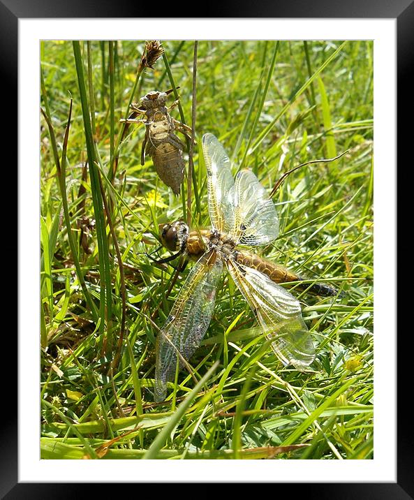 Four Spotted Chaser Dragonfly Framed Mounted Print by Alison Fiddler