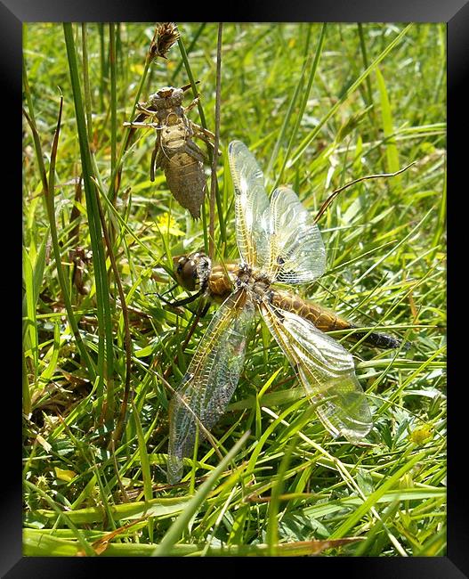 Four Spotted Chaser Dragonfly Framed Print by Alison Fiddler