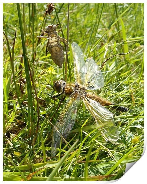 Four Spotted Chaser Dragonfly Print by Alison Fiddler