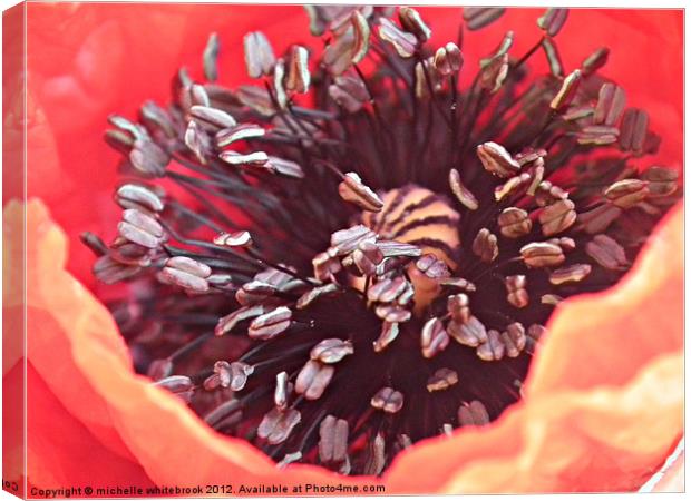 Poppy close up Canvas Print by michelle whitebrook
