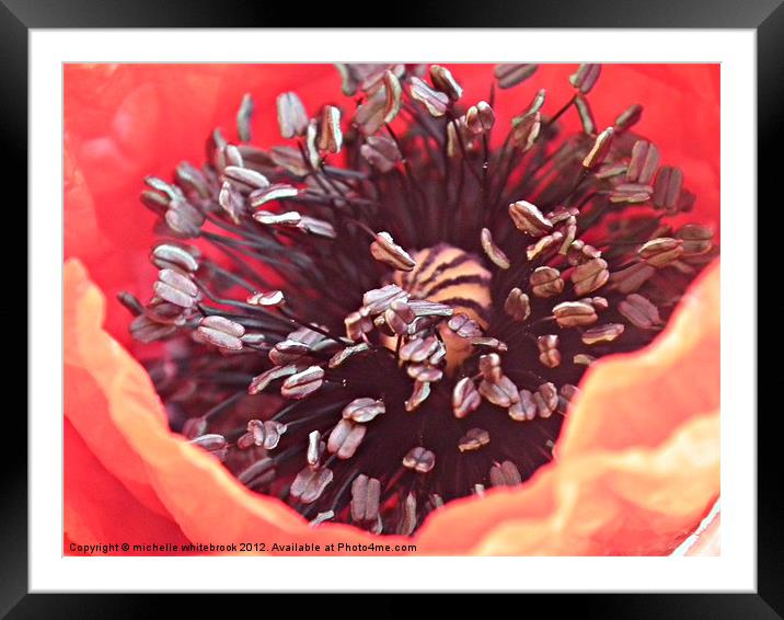 Poppy close up Framed Mounted Print by michelle whitebrook