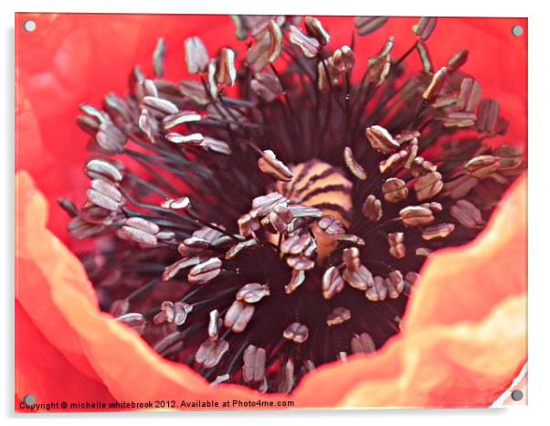 Poppy close up Acrylic by michelle whitebrook