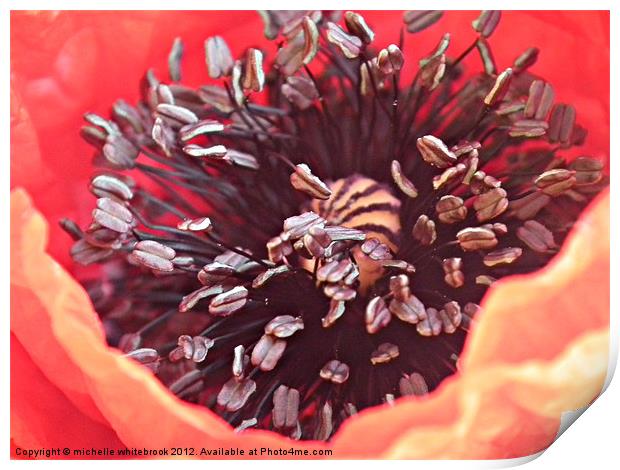 Poppy close up Print by michelle whitebrook