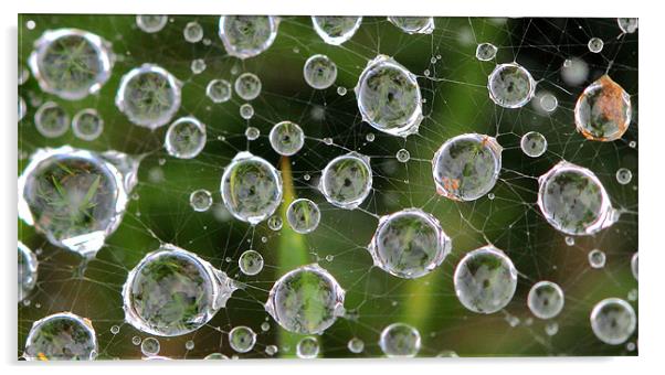 Spiders Web adorned with water droplets Acrylic by Mike Gorton
