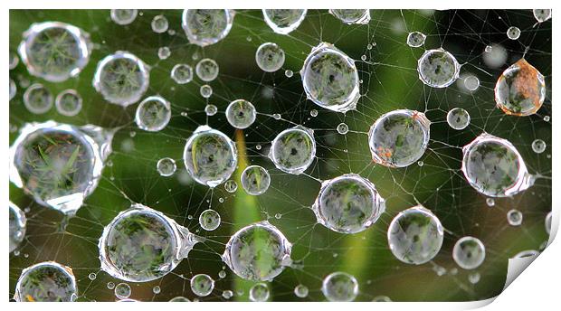 Spiders Web adorned with water droplets Print by Mike Gorton