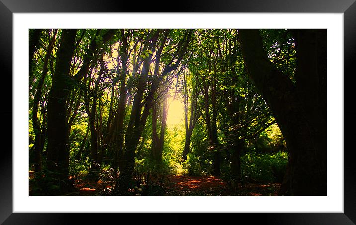 Berry Head Woods Framed Mounted Print by Diane R