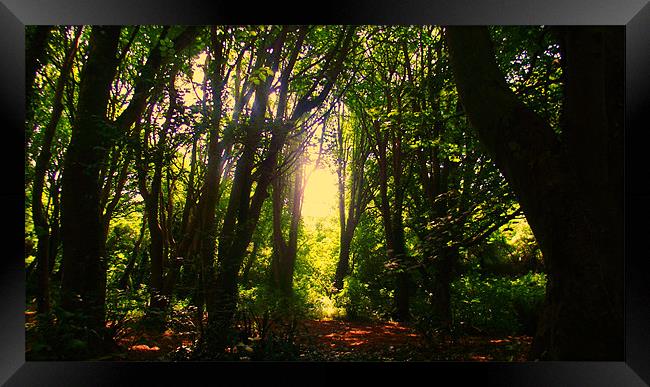 Berry Head Woods Framed Print by Diane R