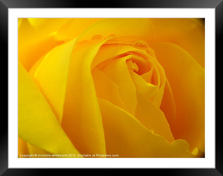 Fresh Rose Framed Mounted Print by michelle whitebrook