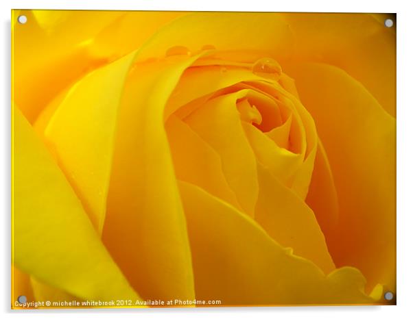 Fresh Rose Acrylic by michelle whitebrook