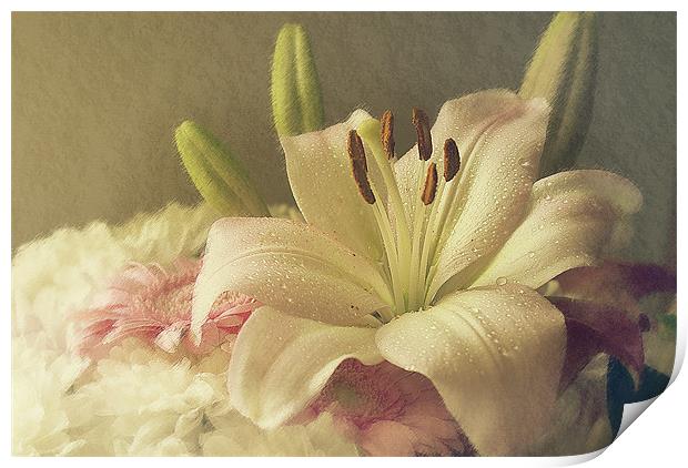 Beautiful Lilly. Print by Louise Wagstaff