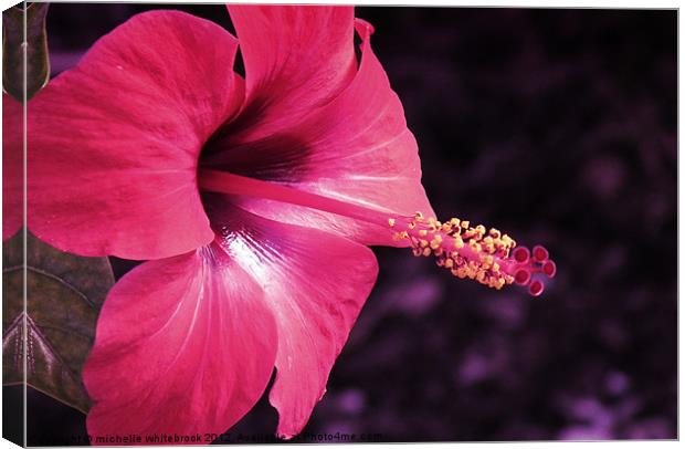 Exotic Flower 3 Canvas Print by michelle whitebrook