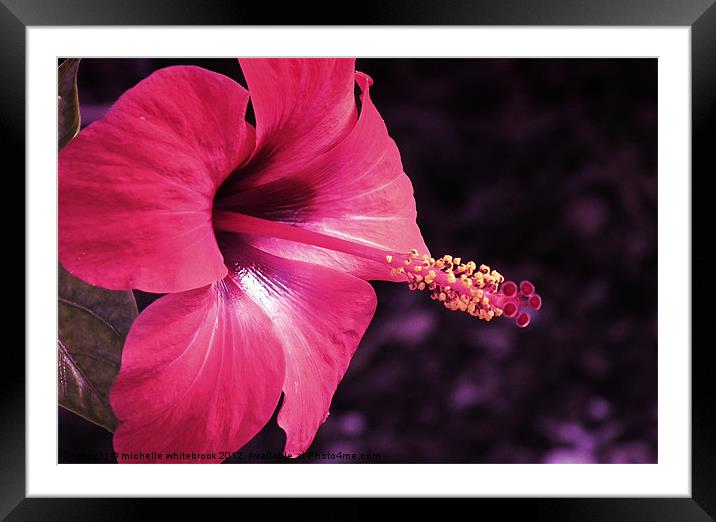 Exotic Flower 3 Framed Mounted Print by michelle whitebrook