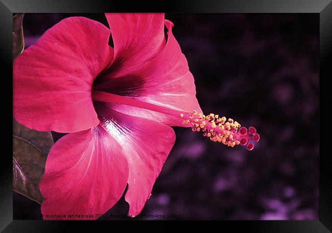 Exotic Flower 3 Framed Print by michelle whitebrook