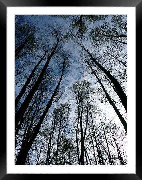 Looking Skyward Framed Mounted Print by Noreen Linale
