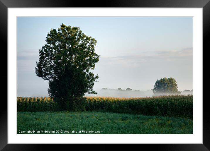 Morning light over the marshes Framed Mounted Print by Ian Middleton
