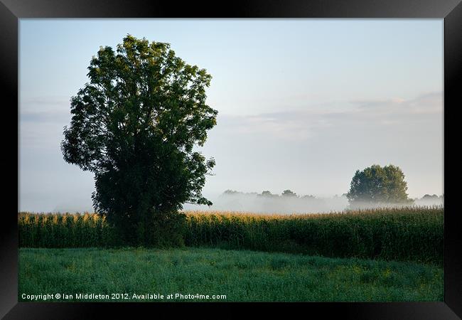 Morning light over the marshes Framed Print by Ian Middleton