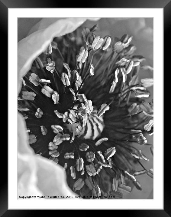 Poppy B/W Framed Mounted Print by michelle whitebrook