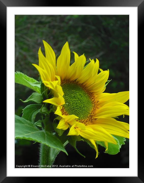 Rays of Sunshine! Framed Mounted Print by Eleanor McCabe