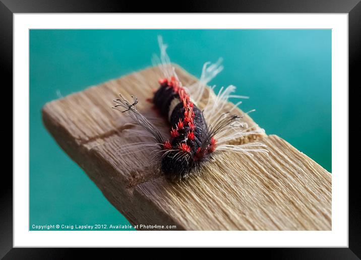 hairy punk Caterpillar Framed Mounted Print by Craig Lapsley