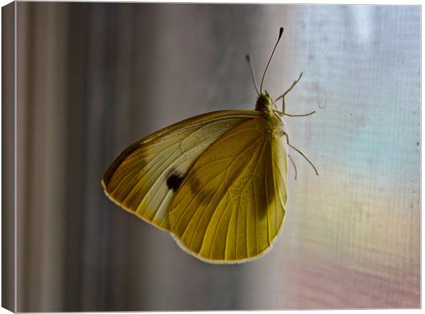 CABBAGE BUTTERFLY Canvas Print by Irina Walker