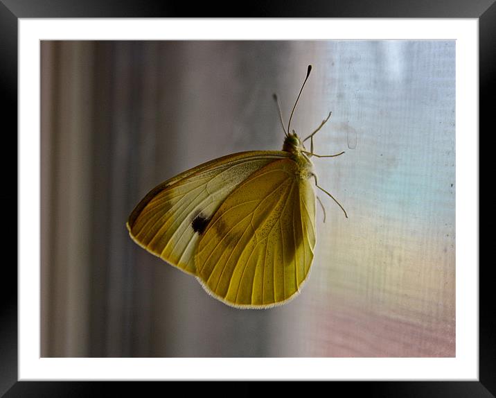 CABBAGE BUTTERFLY Framed Mounted Print by Irina Walker