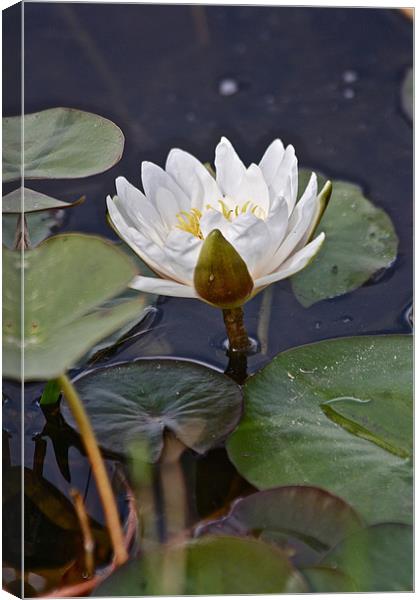 The White Lilly Canvas Print by Irina Walker