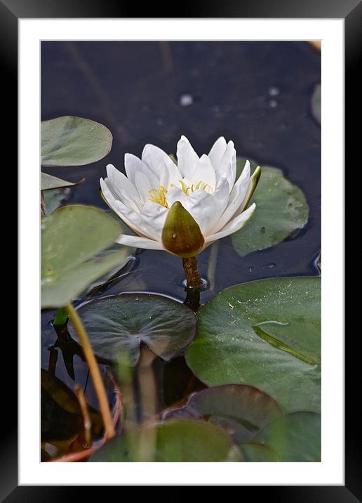 The White Lilly Framed Mounted Print by Irina Walker