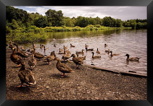Raft of Ducks Framed Print by Jay Lethbridge