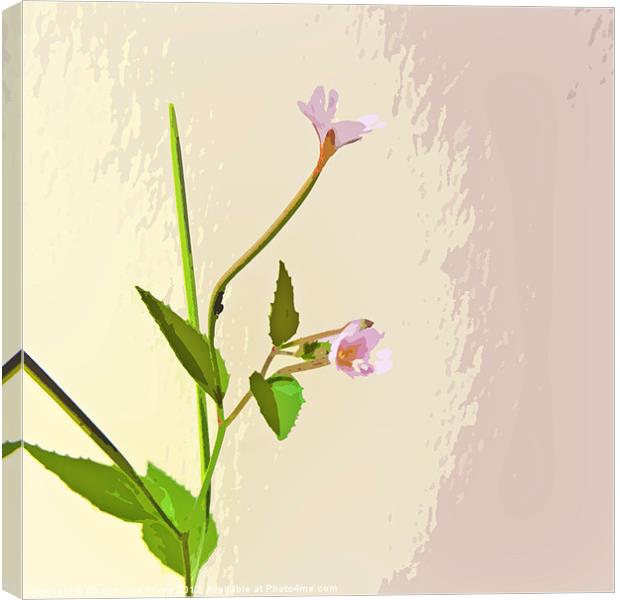 Broad leaf Willow herb Canvas Print by Sharon Lisa Clarke