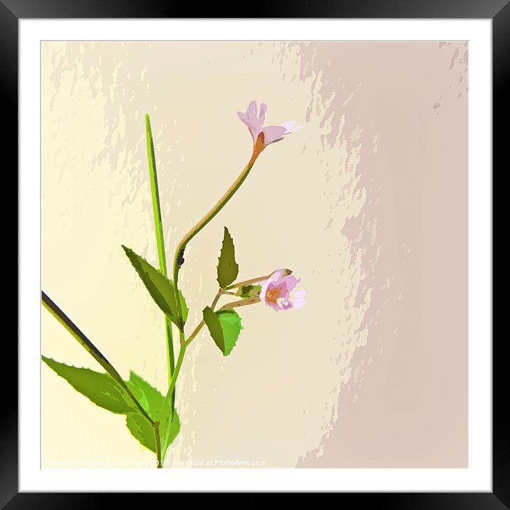 Broad leaf Willow herb Framed Mounted Print by Sharon Lisa Clarke