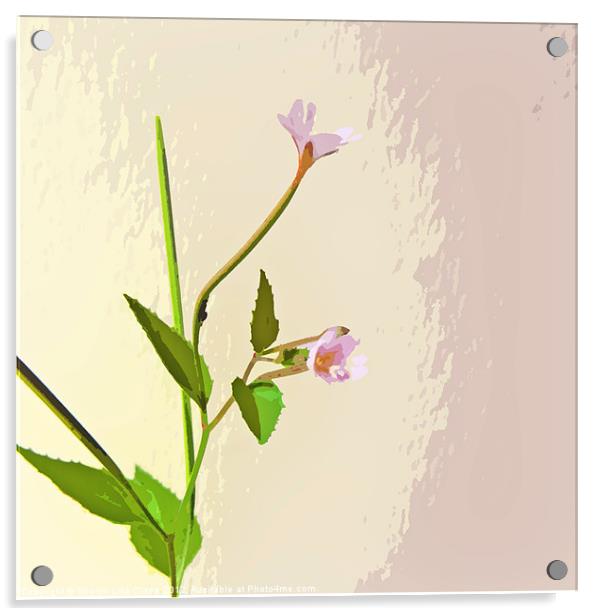 Broad leaf Willow herb Acrylic by Sharon Lisa Clarke