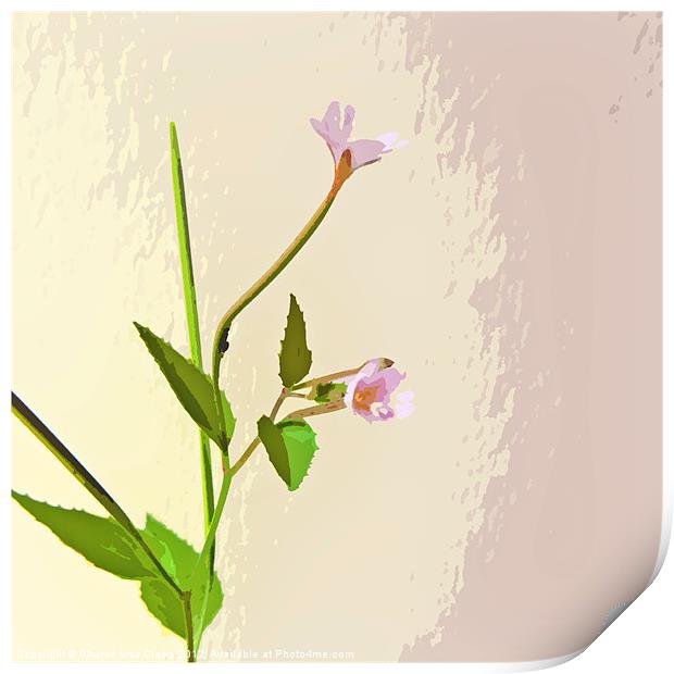 Broad leaf Willow herb Print by Sharon Lisa Clarke