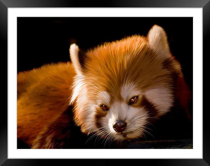 Red Panda Framed Mounted Print by Jay Lethbridge