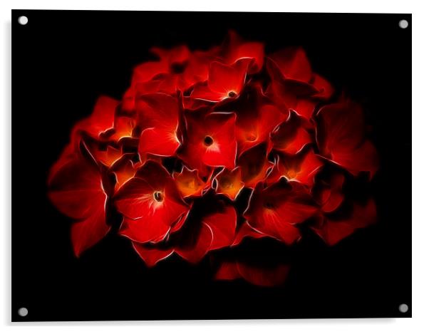 Red Hydrangea Fractalius Acrylic by Jay Lethbridge