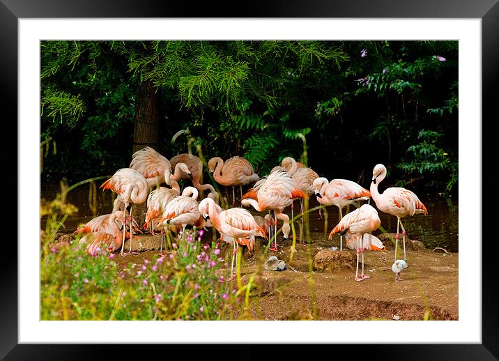 Chilean Flamingo Framed Mounted Print by Jay Lethbridge