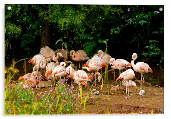 Chilean Flamingo Acrylic by Jay Lethbridge