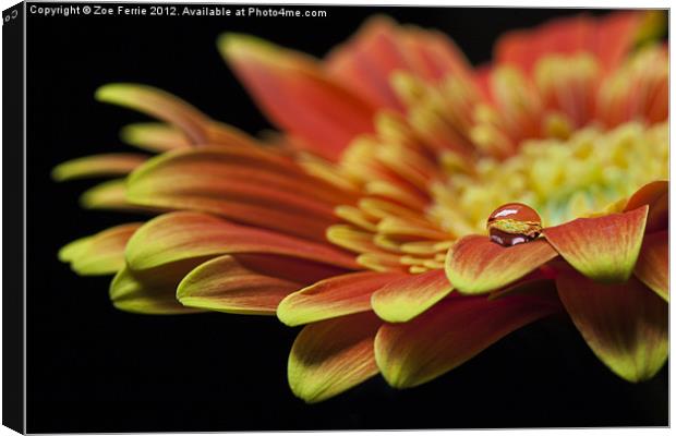 Waterdrop on the petal of a orange Gerbera Daisy I Canvas Print by Zoe Ferrie