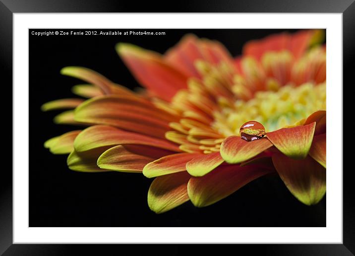 Waterdrop on the petal of a orange Gerbera Daisy I Framed Mounted Print by Zoe Ferrie