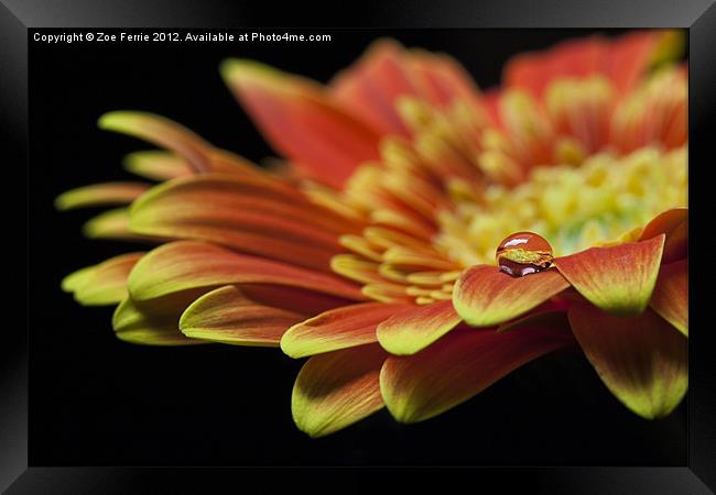 Waterdrop on the petal of a orange Gerbera Daisy I Framed Print by Zoe Ferrie