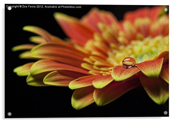 Waterdrop on the petal of a orange Gerbera Daisy I Acrylic by Zoe Ferrie