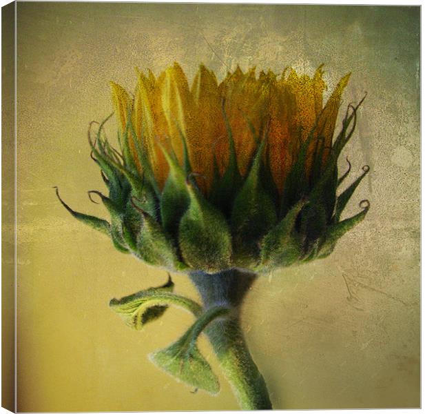 Sunflower Canvas Print by Debra Kelday