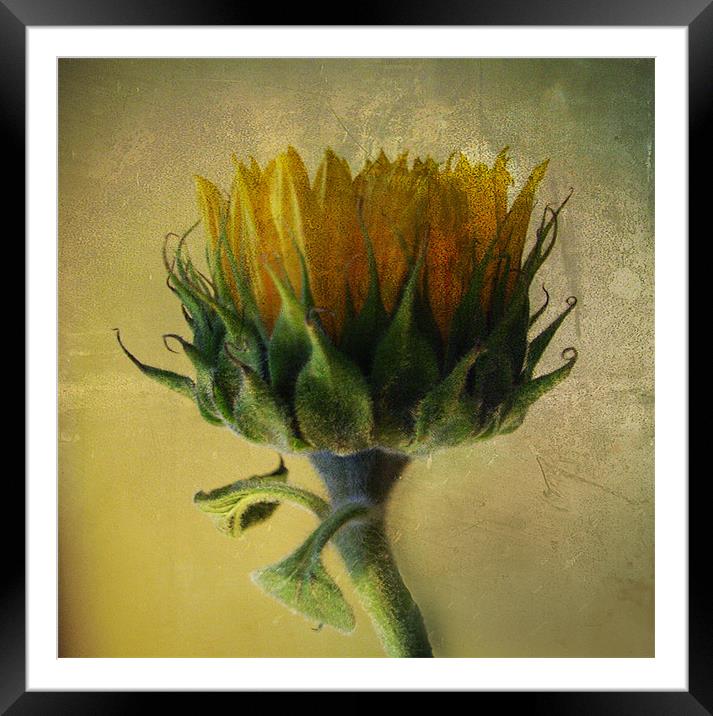Sunflower Framed Mounted Print by Debra Kelday