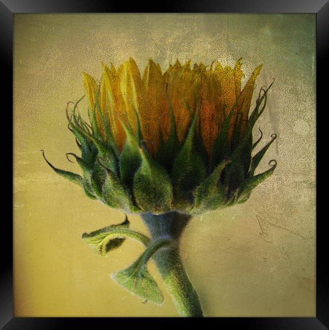 Sunflower Framed Print by Debra Kelday