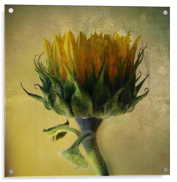 Sunflower Acrylic by Debra Kelday